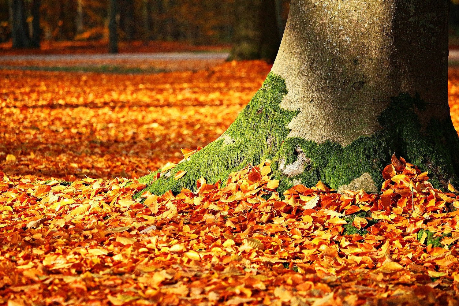 Walking in the nature in Athens during Autumn